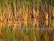 Hiding in the Reflections