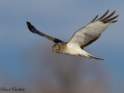 Northern Harrier