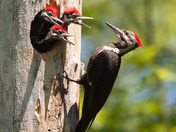 Pileated Woodpecker feeding young 