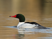 Common Merganser