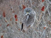 Great Gray Owl