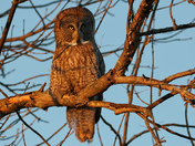 Great Grey Owl