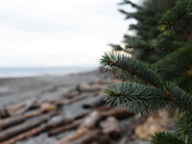 Beaches & Evergreens
