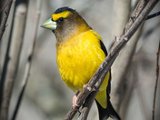 Evening grosbeak