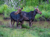 Moose twins