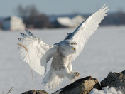 The eagle has landed