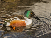 Male Northern Shoveler