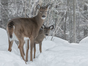 Big Girl and her Little One.