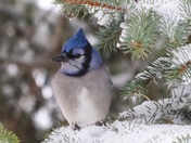 Little blue jay