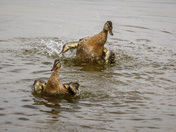 Dancing ducks