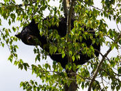 Bear Tree 