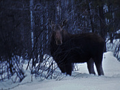 Big Mama Moose