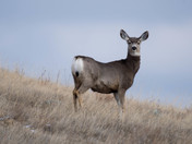 Mule Deer in Grasslands National Park