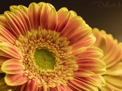Orange Gerbera