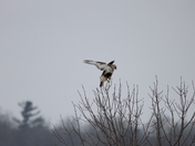 Juvenile Rough Legged Hawk