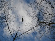 Hawk through the trees