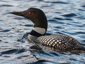 The Loon