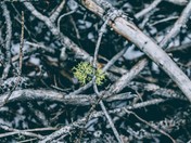 Light on a Broken Branch