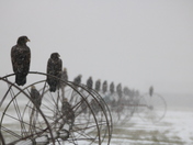 Snowy Eagles