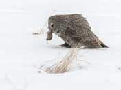 Great Grey Owl with lunch!