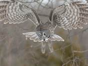 Great Grey Owl 