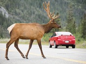 Elk crossing
