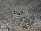 Mule Deer in a misty Forest 