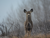 Mule Deer in a misty Forest 