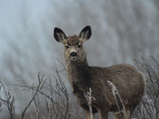 Mule Deer in a misty Forest 