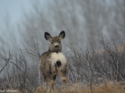 Mule Deer in a misty Forest 