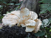 Fungus