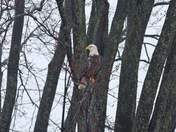 Bald Eagle 