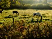 Warm light cool grass
