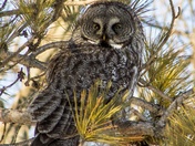 Grey Grey Owl