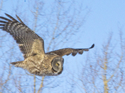 Great Grey Owl in Flight