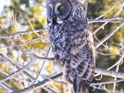 Great Grey Owl in Tree