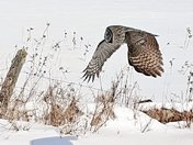 Great Grey Owl on the Huntq