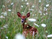 Young Deer