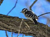 Downy Woodpecker