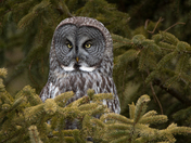 My favourite kind of tree.....