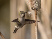 Anna's Hummingbird (0277)