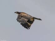 Immature Bald Eagle
