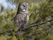 Great Gray Owl