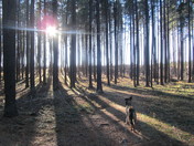 Lodgepole Pines in the Late Afternoon