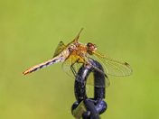 Playing with Dragons