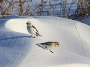 Snow Buntings