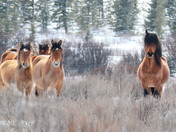 Wild Horses