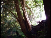 Then there was light