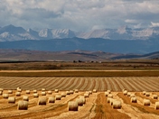Harvest time mountain view