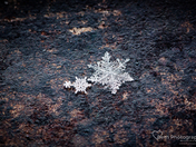 Pretty Little Snowflakes